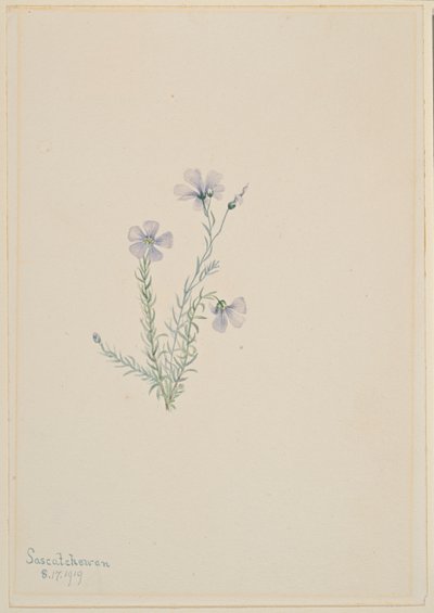 野生亚麻（Linum lewisii） 作者 玛丽·沃克斯·沃尔科特