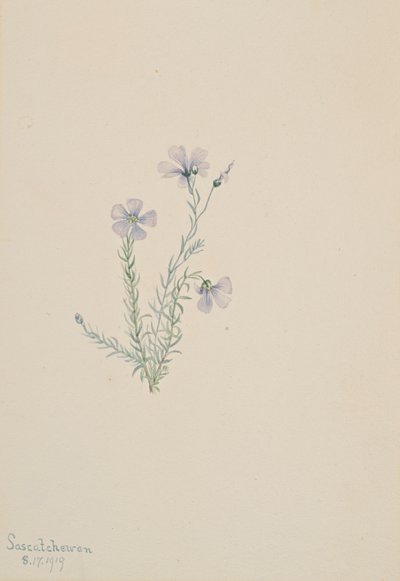 野生亚麻 Linum lewisii, 1919. 作者 玛丽·沃克斯·沃尔科特