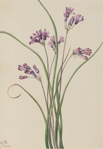 野生风信子 Brodiaea pulchella, 1927. 作者 玛丽·沃克斯·沃尔科特