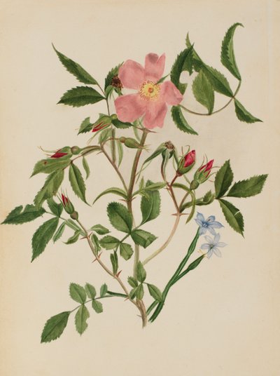 野蔷薇和蓝眼草（蔷薇属和茜草属） 作者 玛丽·沃克斯·沃尔科特