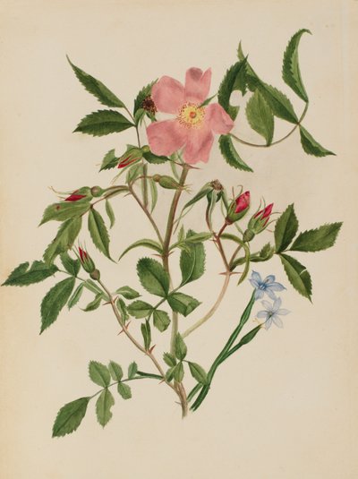 野蔷薇和蓝眼草 Rosa种和Sisyrinchium种，未注明。 作者 玛丽·沃克斯·沃尔科特