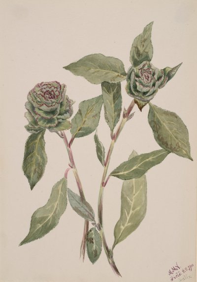 柳树Salix, 1900. 作者 玛丽·沃克斯·沃尔科特