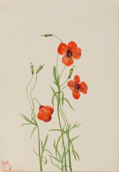 风罂粟 Stylomecon heterophylla, 1926. 作者 玛丽·沃克斯·沃尔科特