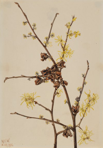 金缕梅（Hamamelis virginiana），1922年。 作者 玛丽·沃克斯·沃尔科特