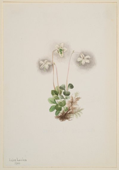 木蛱蝶（Moneses uniflora） 作者 玛丽·沃克斯·沃尔科特