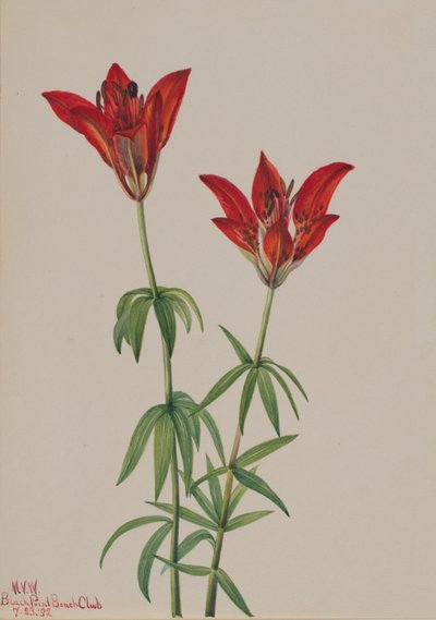 木百合（Lilium philadelphicum） 作者 玛丽·沃克斯·沃尔科特