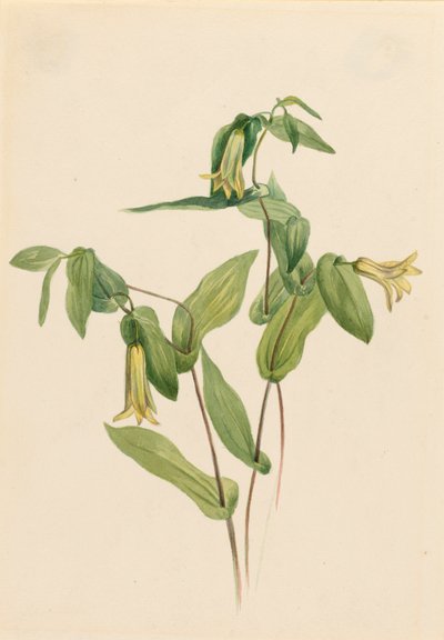 Wood Merrybells Uvularia perfoliata, n.d. 作者 玛丽·沃克斯·沃尔科特