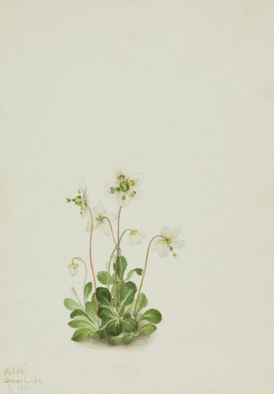 木若虫（Moneses uniflora） 作者 玛丽·沃克斯·沃尔科特