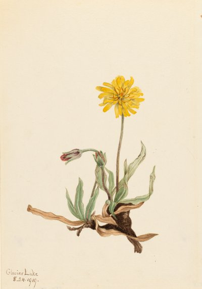 Woolly Agoseris Agoseris villosa, 1919. 作者 玛丽·沃克斯·沃尔科特