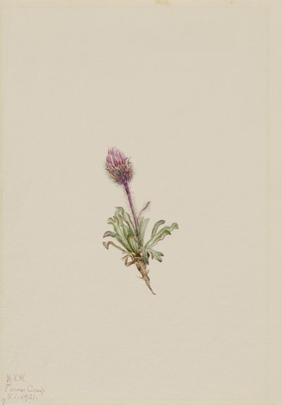 羊毛飞蓬（Erigeron lanatus） 作者 玛丽·沃克斯·沃尔科特