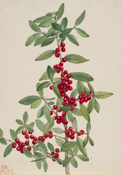 油桐（Ilex vomitoria） 作者 玛丽·沃克斯·沃尔科特