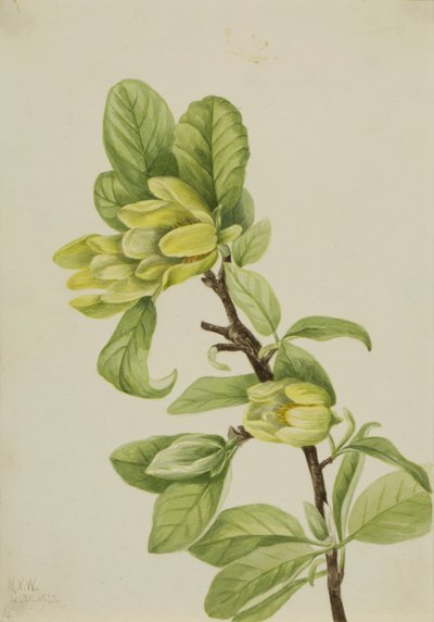 Yellow Cucumbertree Magnolia cordata, 1922. 作者 玛丽·沃克斯·沃尔科特