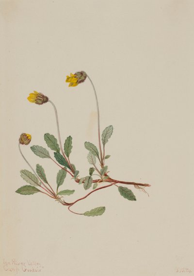 黄干尸（Dryas drummondii） 作者 玛丽·沃克斯·沃尔科特