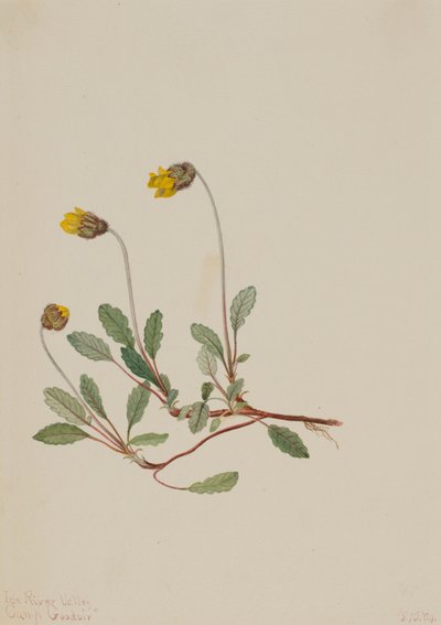 Yellow Dryad Dryas drummondii，1904。 作者 玛丽·沃克斯·沃尔科特