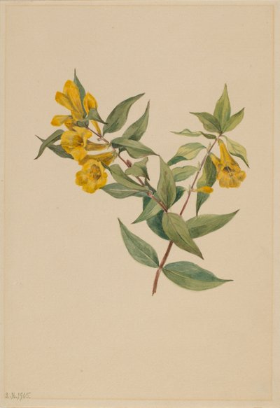 黄茜草（Gelsemium sempervirens） 作者 玛丽·沃克斯·沃尔科特