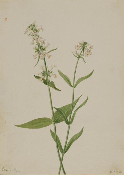 黄五步蛇（Pentstemon confertus） 作者 玛丽·沃克斯·沃尔科特