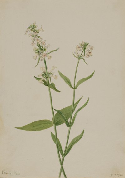Yellow Pentstemon Pentstemon confertus, 1904. 作者 玛丽·沃克斯·沃尔科特