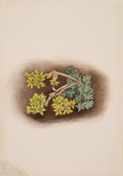黄石竹 Sedum stenopetalum, 1922. 作者 玛丽·沃克斯·沃尔科特