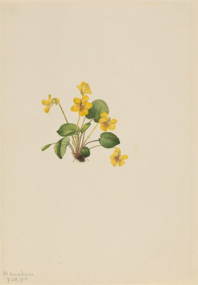黄紫罗兰（Viola orbiculata） 作者 玛丽·沃克斯·沃尔科特