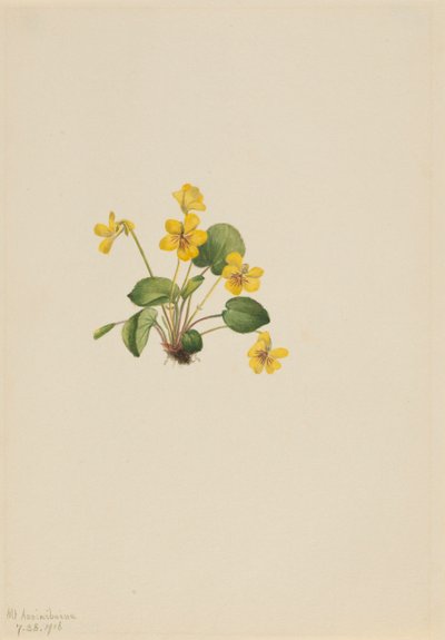 Yellow Violet Viola orbiculata, 1916. 作者 玛丽·沃克斯·沃尔科特