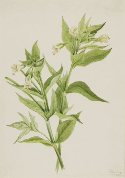 黄柳絮（Epilobium lutem） 作者 玛丽·沃克斯·沃尔科特