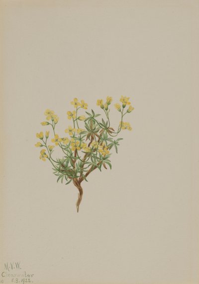 黄柳树草，1922年。 作者 玛丽·沃克斯·沃尔科特