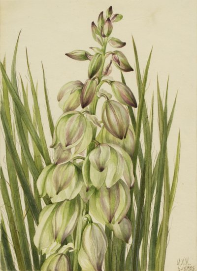 丝兰（Yucca baileyi） 作者 玛丽·沃克斯·沃尔科特
