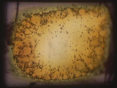 巴巴罗萨》，2002 年（视频投影仪和模拟幻灯机） 作者 马特·科利肖