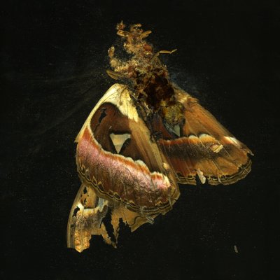 杀虫剂 11，2006 年（C 型照片） 作者 马特·科利肖