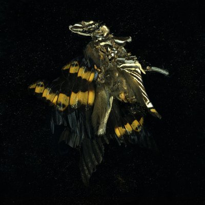 杀虫剂 17，2009 年（C 型照片） 作者 马特·科利肖
