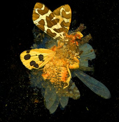 杀虫剂 24，2008 年（C 型照片） 作者 马特·科利肖