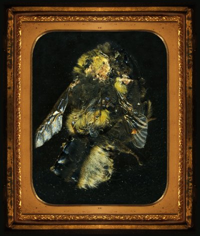 杀虫剂 2，2006 年（C 型照片） 作者 马特·科利肖