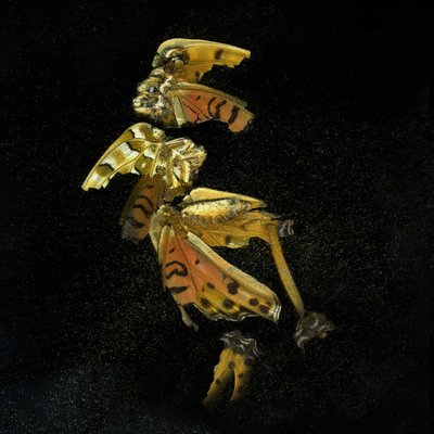 杀虫剂 35，2011 年（C 型照片） 作者 马特·科利肖
