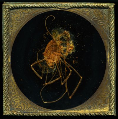 杀虫剂 5，2006 年（C 型照片） 作者 马特·科利肖