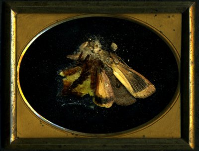 杀虫剂 8，2006 年（C 型照片） 作者 马特·科利肖