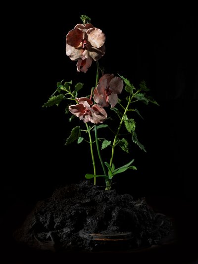 Venal Muse, Impetus, 2012（树脂、搪瓷漆、木材、玻璃、钢材） 作者 马特·科利肖