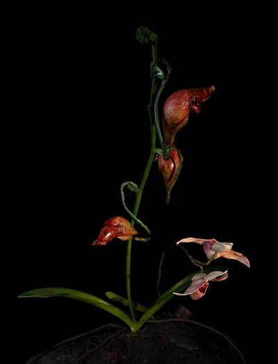 Venal Muse, Lafage, 2012（树脂、搪瓷漆、木材、玻璃、钢材） 作者 马特·科利肖