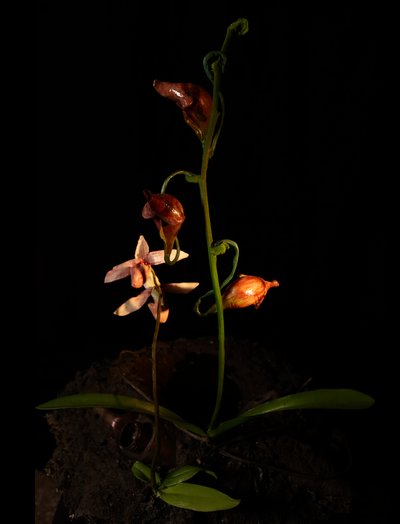 Venal Muse, Lafage, 2012（树脂、搪瓷漆、木材、玻璃、钢材） 作者 马特·科利肖