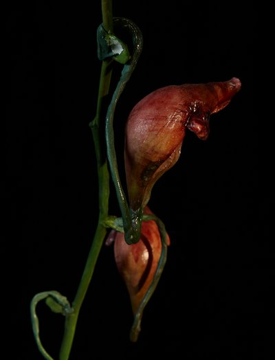 Venal Muse, Lafage, 2012（树脂、搪瓷漆、木材、玻璃、钢材） 作者 马特·科利肖