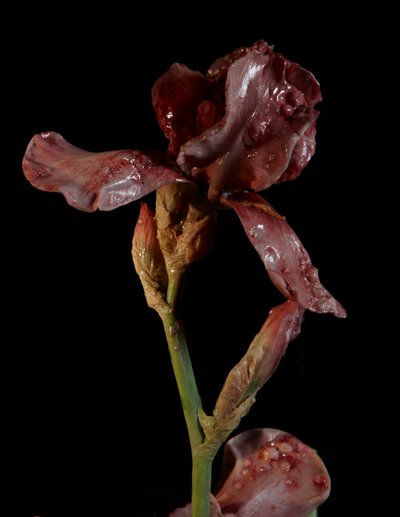 Venal Muse, Viridor, 2012（树脂、搪瓷漆、木材、玻璃、钢材） 作者 马特·科利肖