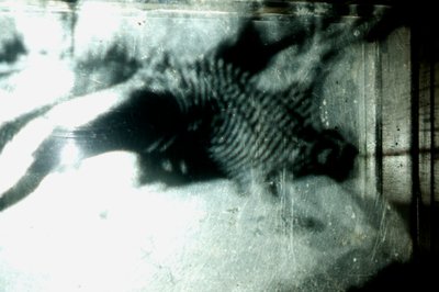 Wormery, 2009（木材、玻璃、钢、投影仪和播放器） 作者 马特·科利肖