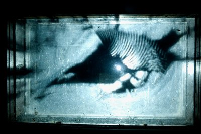 Wormery, 2009（木材、玻璃、钢、投影仪和播放器） 作者 马特·科利肖