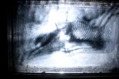Wormery, 2009（木材、玻璃、钢、投影仪和播放器） 作者 马特·科利肖