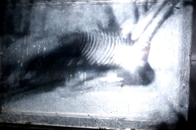 Wormery, 2009（木材、玻璃、钢、投影仪和播放器） 作者 马特·科利肖
