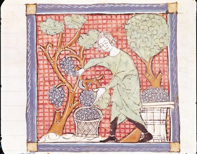 Fol.59r 9月：收获 作者 Matfre Ermengaut