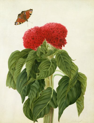 鸡冠花Argentea Cristata和蝴蝶（在牛皮纸上的铅笔上的水粉和水粉） 作者 Matilda Conyers