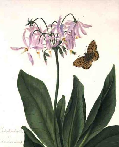 米迪亚十二冠和蝴蝶（牛皮纸上的铅笔水彩和水粉画） 作者 Matilda Conyers