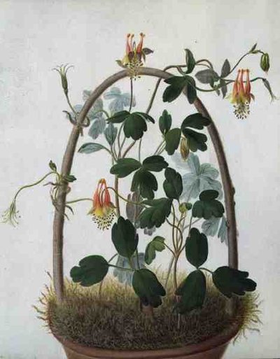 Tuberosum（牛皮纸上铅笔的水彩和水粉）。 作者 Matilda Conyers