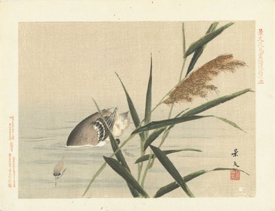 芦苇旁的潜水鸭
敬文的花鸟素描--第三部分（系列标题）
Keibun kacho gafu kohen（物体上的系列标题） 作者 青木小三郎