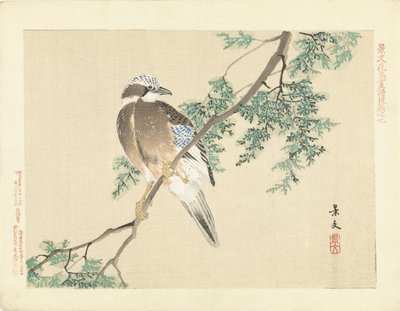 树枝上的杰伊 作者 青木小三郎